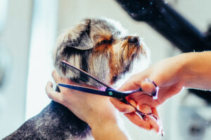 Dog getting a haircut