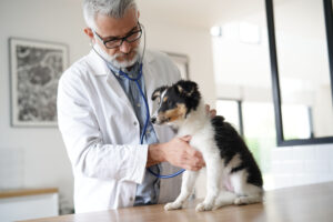Vet examining a small dog