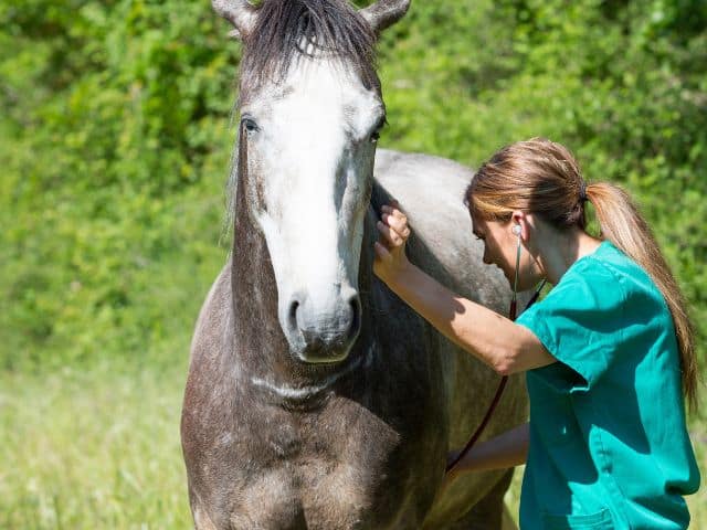 Vet examining horse.